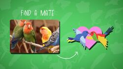 High Five Facts - Amphibians Choca Esos Cinco - Anfibios Instructional Video