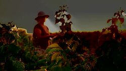 An elderly woman collects raspberries at sunset. Organic food. Stock Footage