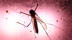 Insect Analysis In A Lab Close Up Stock Footage