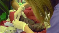 Gorilla delivered in rare caesarian at U.K. zoo News Clip