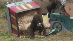 See How a Baby Gorilla Celebrates His First Birthday Instructional Video