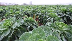 How Do Brussels Sprouts Grow? | Maddie Moate Instructional Video