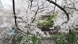 CLEAN : Tokyo locals react to weekend stay-at-home request during cherry blossom News Clip