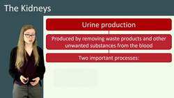 Understanding the Role of Kidneys in Maintaining Water and Mineral Balance Instructional Video