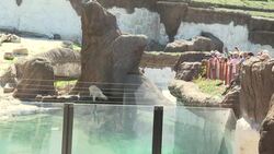 CLEAN : Belgium: animal park Pairi Daiza reopens with strict social distancing measures News Clip