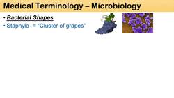 Medical Terminology - The Basics - Microbiology and Infectious Diseases Lesson Instructional Video