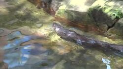 Beardsley Zoo implements hot weather protocol for animals News Clip