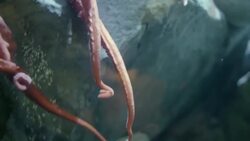 Take a Look at These Amazing Otherworldly Creatures of the Deep Instructional Video
