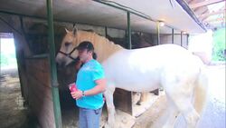 No calèches on Montreal streets this summer News Clip