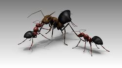 New species of ant explodes to defend colony Instructional Video