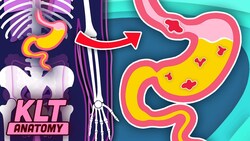 YOUR Stomach Digests The Food You Eat! | The Stomach Song | KLT Anatomy Instructional Video