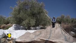 12% of Olive Grooves in Lebanon's War Zones News Clip