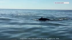 Whale experts urge Brooklyn residents to take caution heading into the summer News Clip