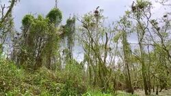 Large Nestling Great Egret in Large Nestling Great Egret in Phatthalung Province Stock Footage