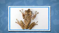 I WONDER - What Is The Smallest Amphibian In The World? Me Pregunto - Cuál Es El Anfibio Más Pequeño Del Mundo? Instructional Video