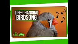 Life-Changing Birdsong Instructional Video