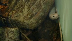 Why This White Cobra Is Not Considered to Be Albino Instructional Video