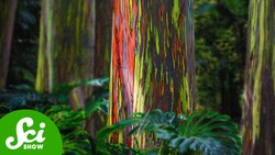 6 of the World’s Weirdest Trees Instructional Video