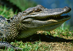 What is a Reptile? Instructional Video