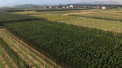 Aerial view of hops field Stock Footage