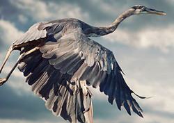 What is a Bird? Instructional Video