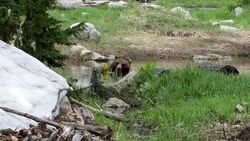 Grizzly Bear Stock Footage