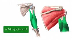 Muskeln des Oberarms und der Schulter Instructional Video