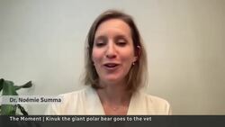 Polar bear taken to the vet with help of a forklift | The Moment News Clip