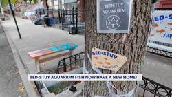 'Bed-Stuy Aquarium' returns to delight of residents News Clip