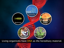 Introduction to Genes and Chromosomes Instructional Video