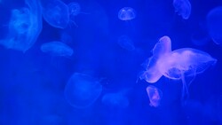 Close-up Jellyfish, Medusa in fish tank with neon light. Stock Footage