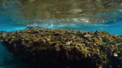 CLEAN : Marine ecologist monitors rising sea temperatures threatening Cyprus corals News Clip