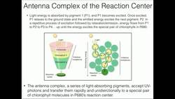 Light-Harvesting The Antenna Complex Instructional Video