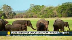DNA testing shows India lost thousands of Elephants since 2017 News Clip