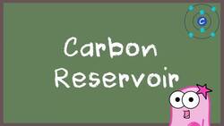 Carbon and Nitrogen Cycles Instructional Video