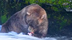 Bear and Salmon Stock Footage