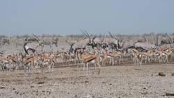 Outstanding encounters with antelopes across Africa. Instructional Video