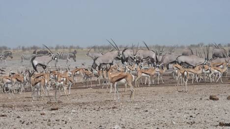 Outstanding encounters with antelopes across Africa.