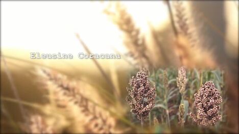 The Importance and Diversity of Millet