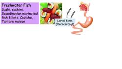 Fish Tapeworm (Diphyllobothriasis) Transmission, Signs & Symptoms, Diagnosis, Treatment, Prevention Instructional Video
