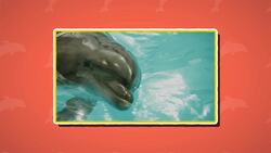 I WONDER - How Long Can Dolphins Live? Me Pregunto - Cuánto Tiempo Pueden Vivir Los Delfines? Instructional Video