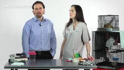 How to Medicate a Sugar Glider Instructional Video