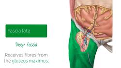 Inguinal canal Instructional Video