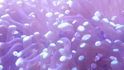 Anemone in underwater world of deep sea animal and coral Stock Footage