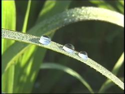 Ecosystem Dynamics Review Instructional Video