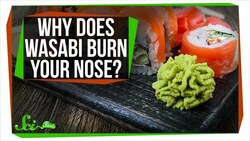 Why Does Wasabi Burn Your Nose? Instructional Video