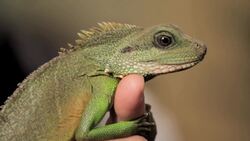 5 Care Tips for Chinese Water Dragons Instructional Video