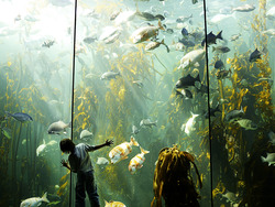 The Importance of Gratitude Instructional Video