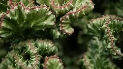 Leafless, spiny, evergreen desert plant cultivated as ornamental in botanical garden. Succulents background, natural pattern. Euphorbia crested cactus in greenhouse. Coral zigzag with pink spines. Stock Footage