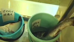 CLEAN : Japan grapples with serving Fukushima food at Olympics News Clip